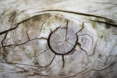 抽象树干木质纹理图片