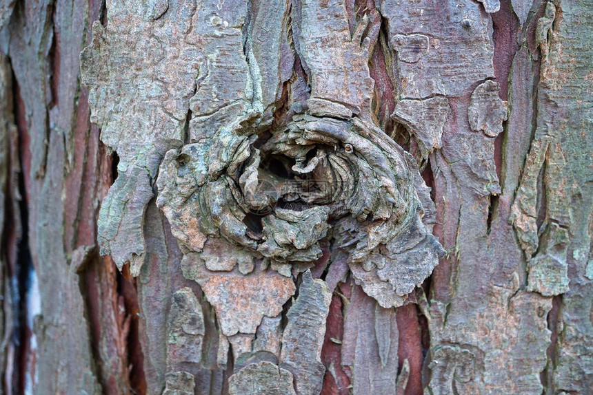 抽象树干木质纹理图片
