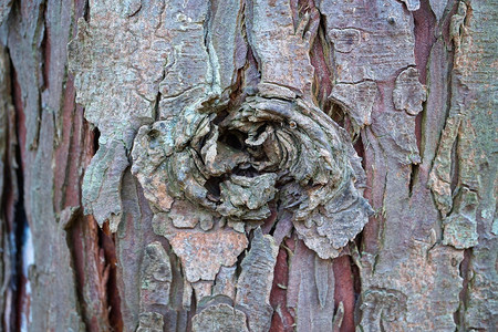 抽象树干木质纹理背景图片