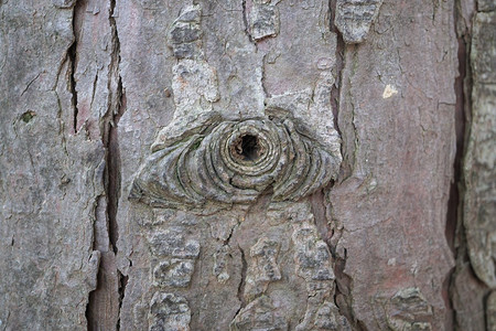 抽象树干木质纹理背景图片