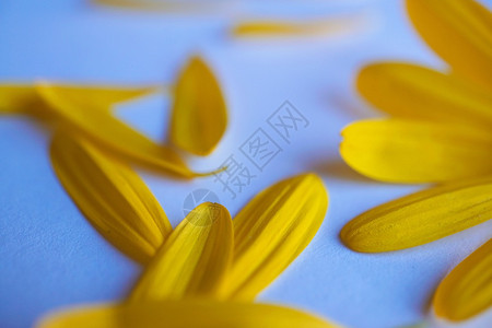 花园中浪漫的黄色花朵瓣装饰背景图片