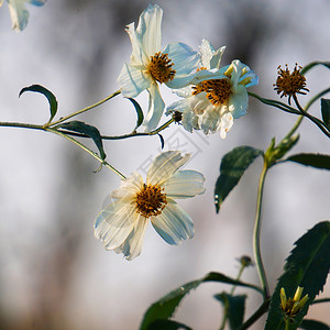 花园中的美丽白花植物背景图片