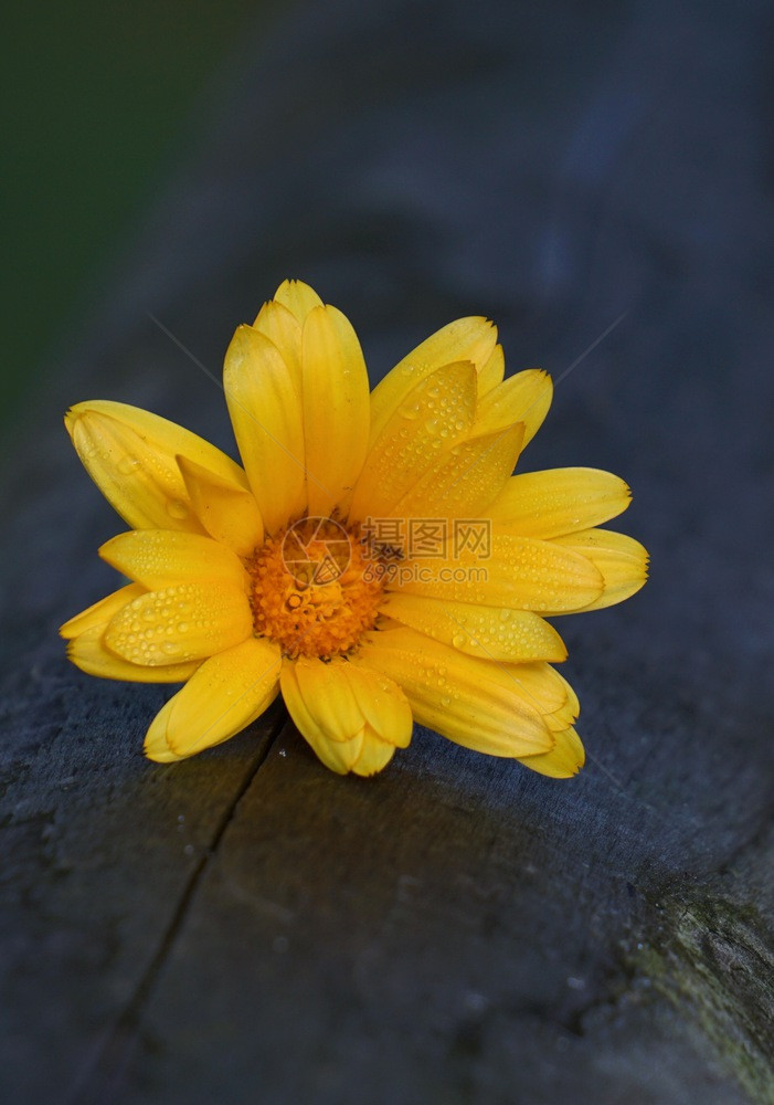 花园中美丽的橙色花朵图片