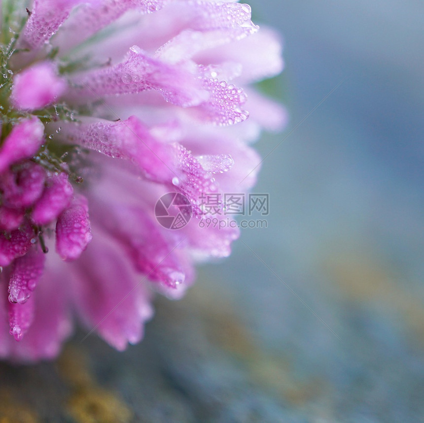 花园中美丽的粉色花朵图片