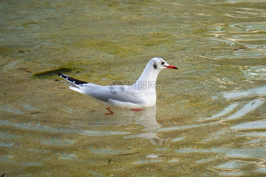 湖水中的白海鸥图片