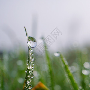 绿草上滴水背景图片
