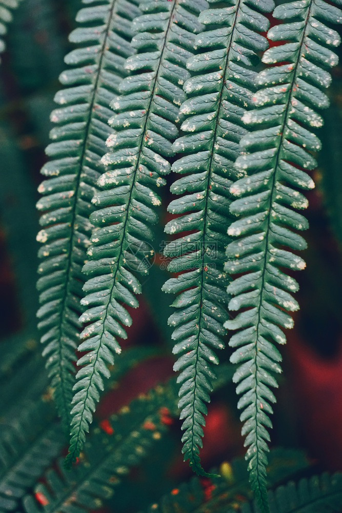 绿生植物树叶质图片