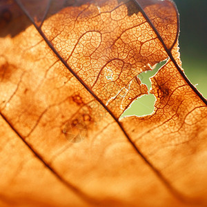 棕树叶纹理背景图片