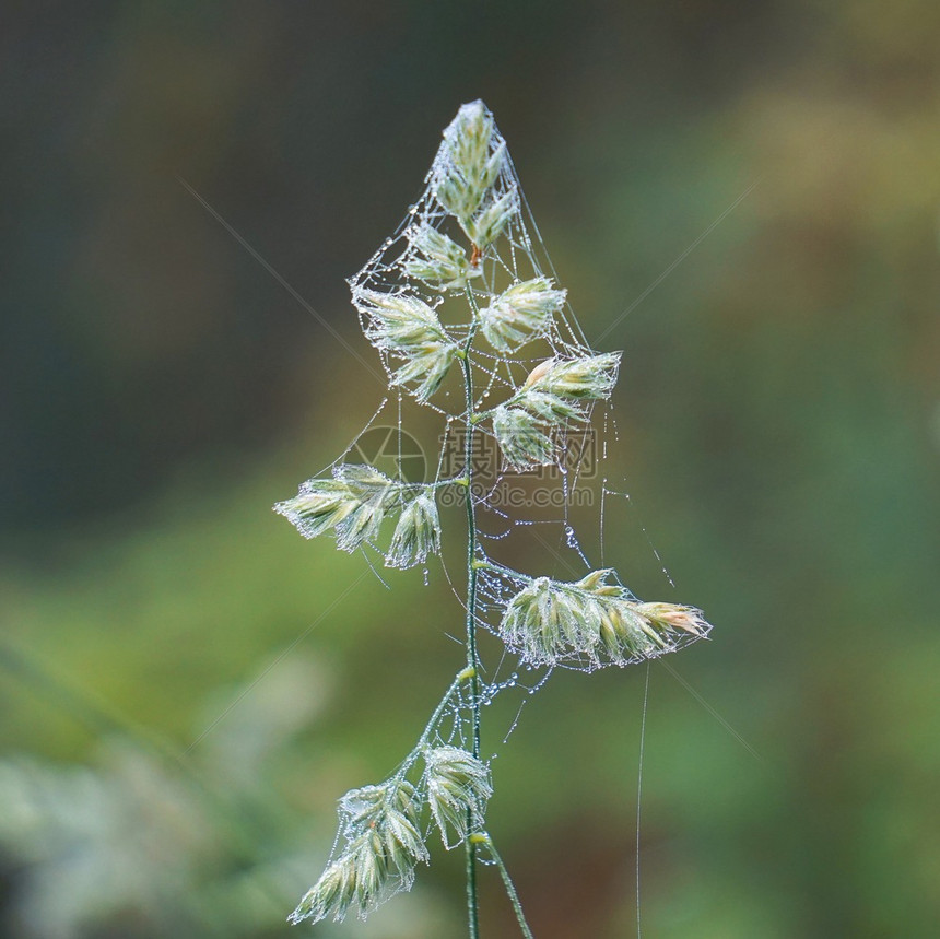 绿花植物图片