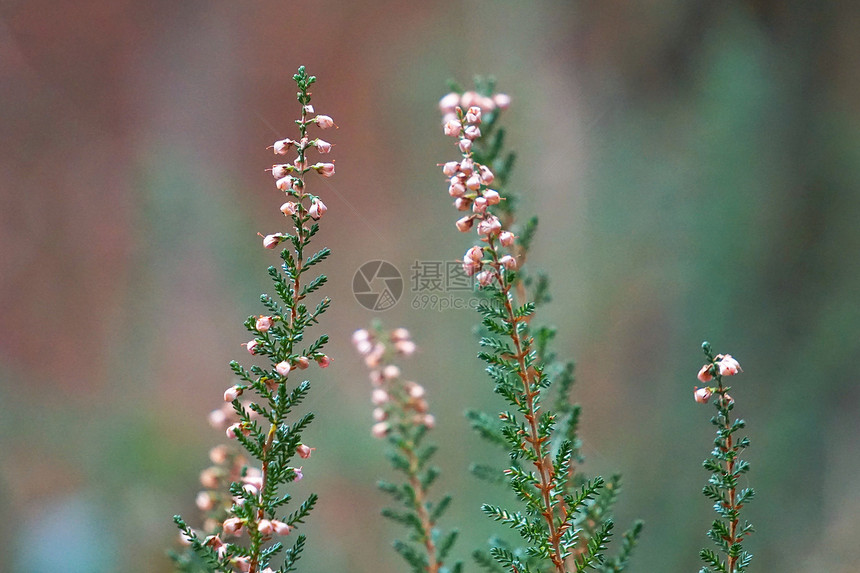 园里的绿植物图片