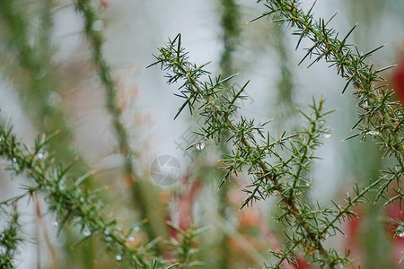 天然绿色植物图片