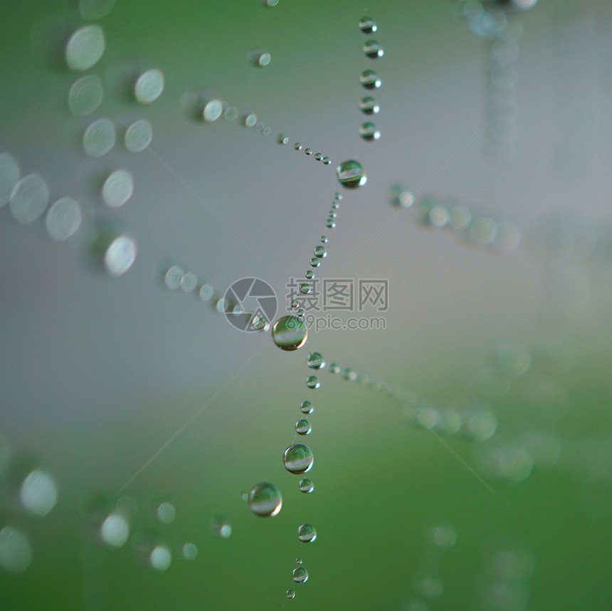 自然界蜘蛛网上的亮光滴图片