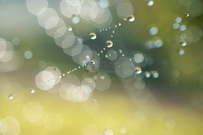 蜘蛛网上闪发光的滴子图片