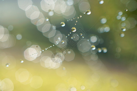 蜘蛛网上闪发光的滴子图片