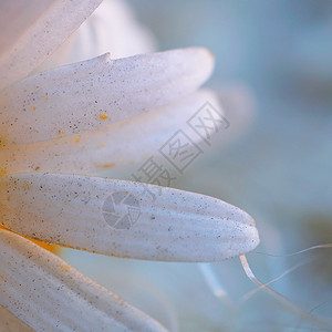 美丽的白花瓣图片