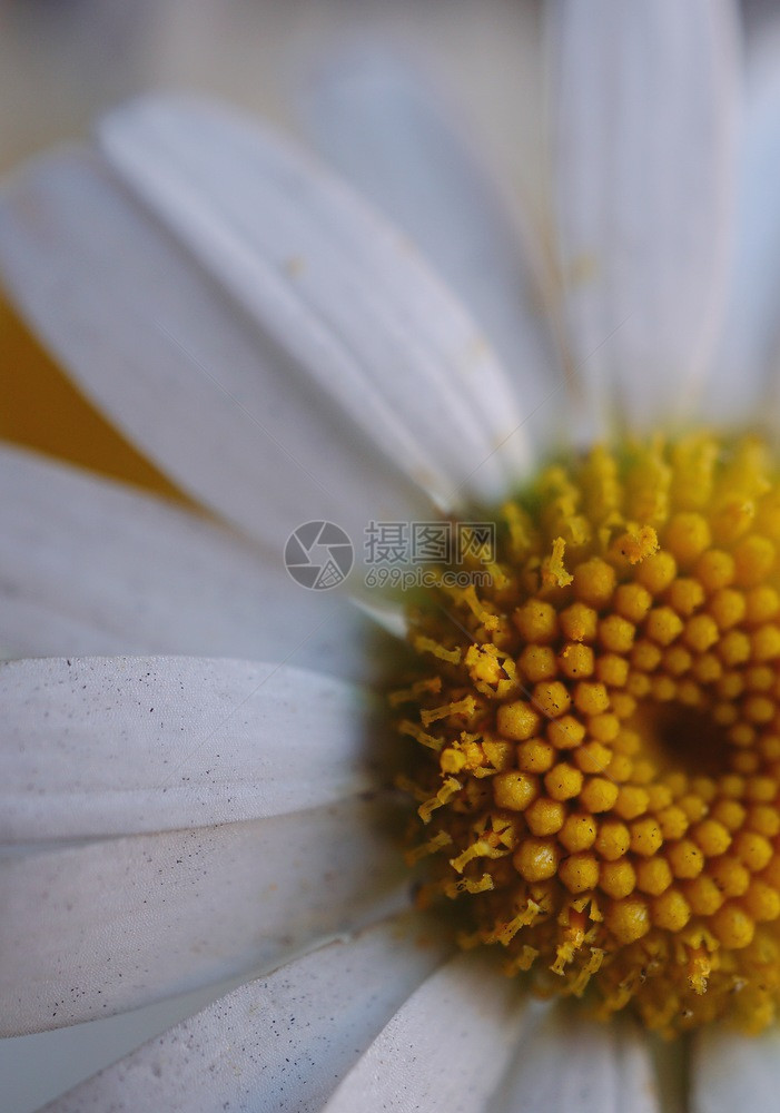 美丽的白花图片