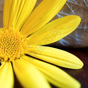 花园中的黄色朵瓣装饰背景图片