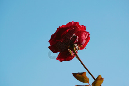 花园里的红玫瑰背景图片