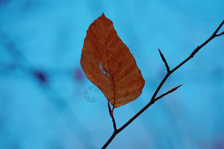 自然中的棕树叶背景图片