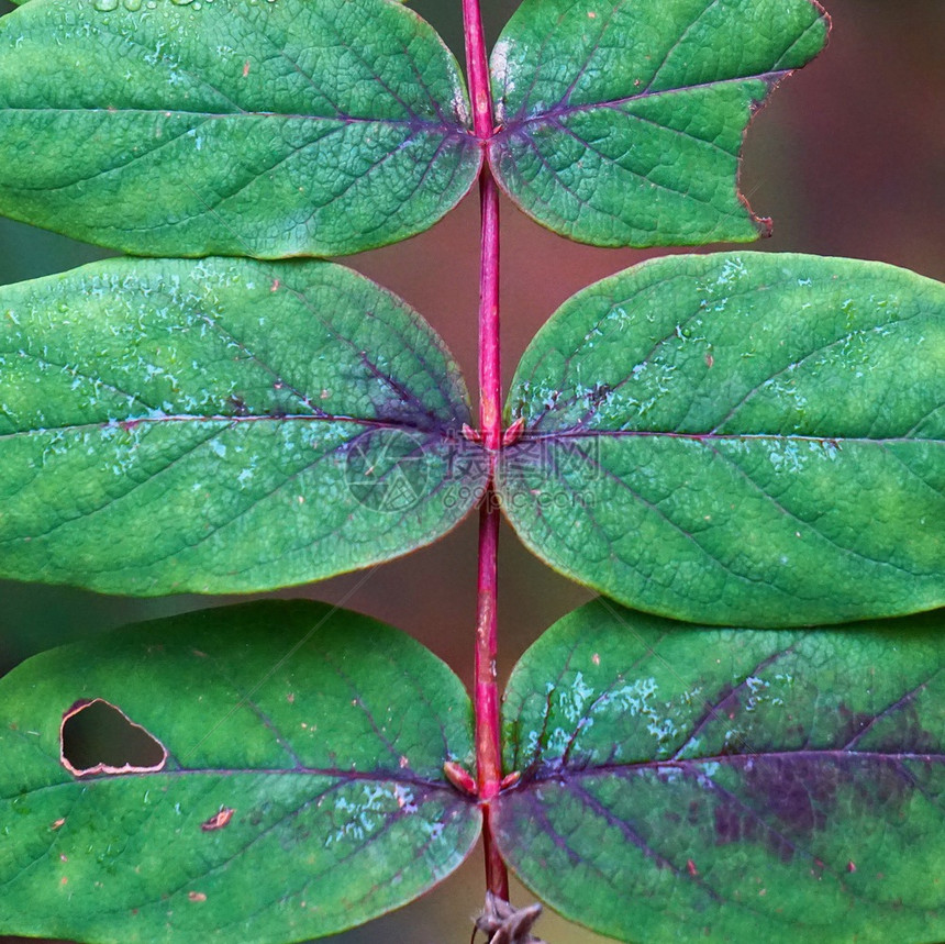 绿色植物树叶质图片