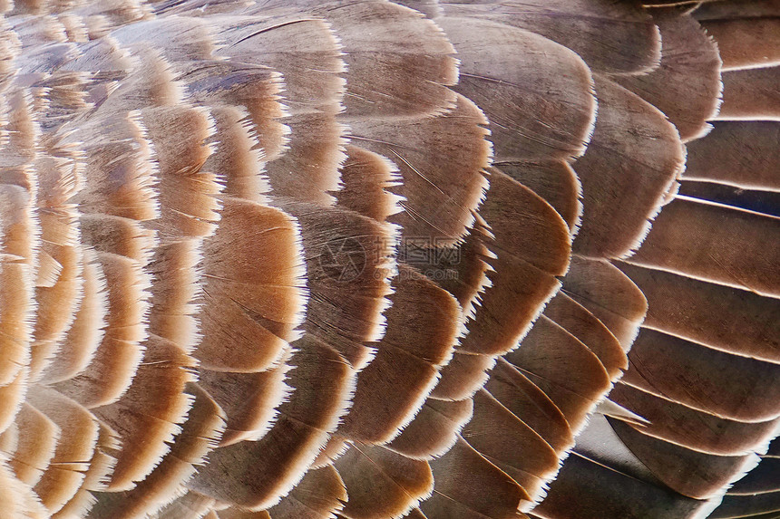 鹅鸭羽毛图片