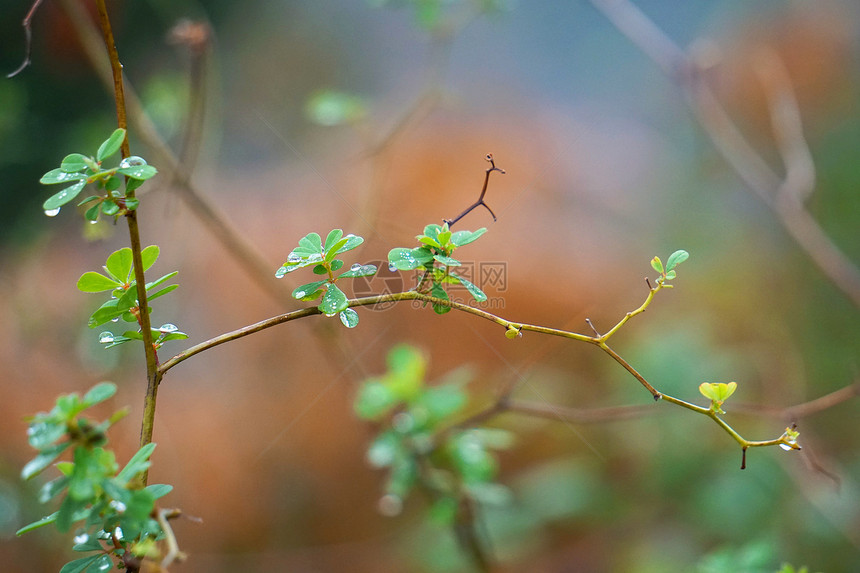 美丽的绿花图片