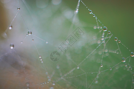 蜘蛛网上的滴背景图片