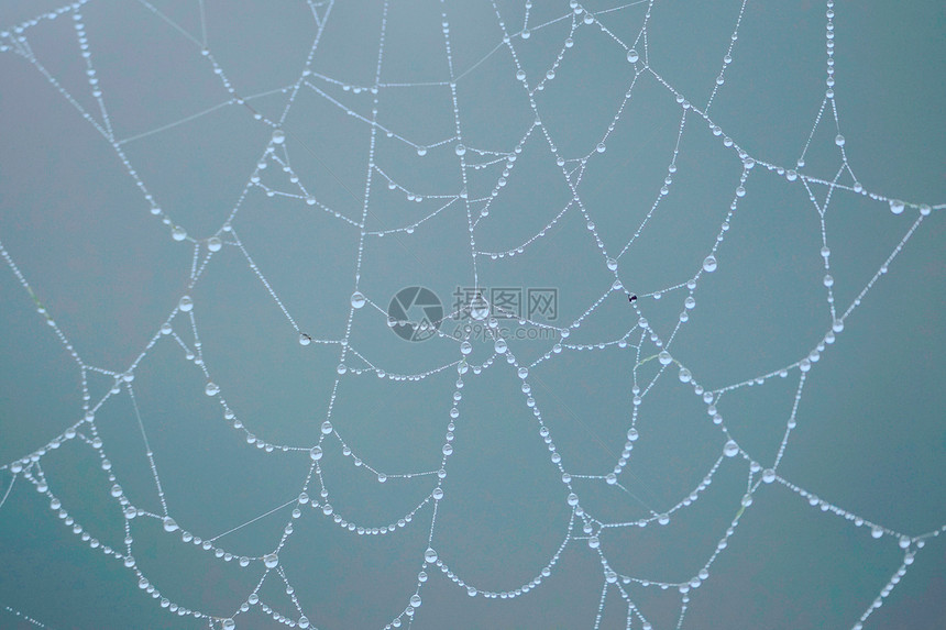 蜘蛛网上的滴图片