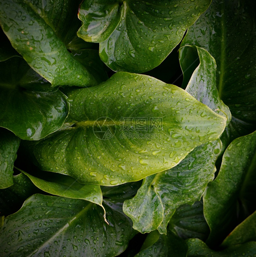 绿色植物树叶质图片