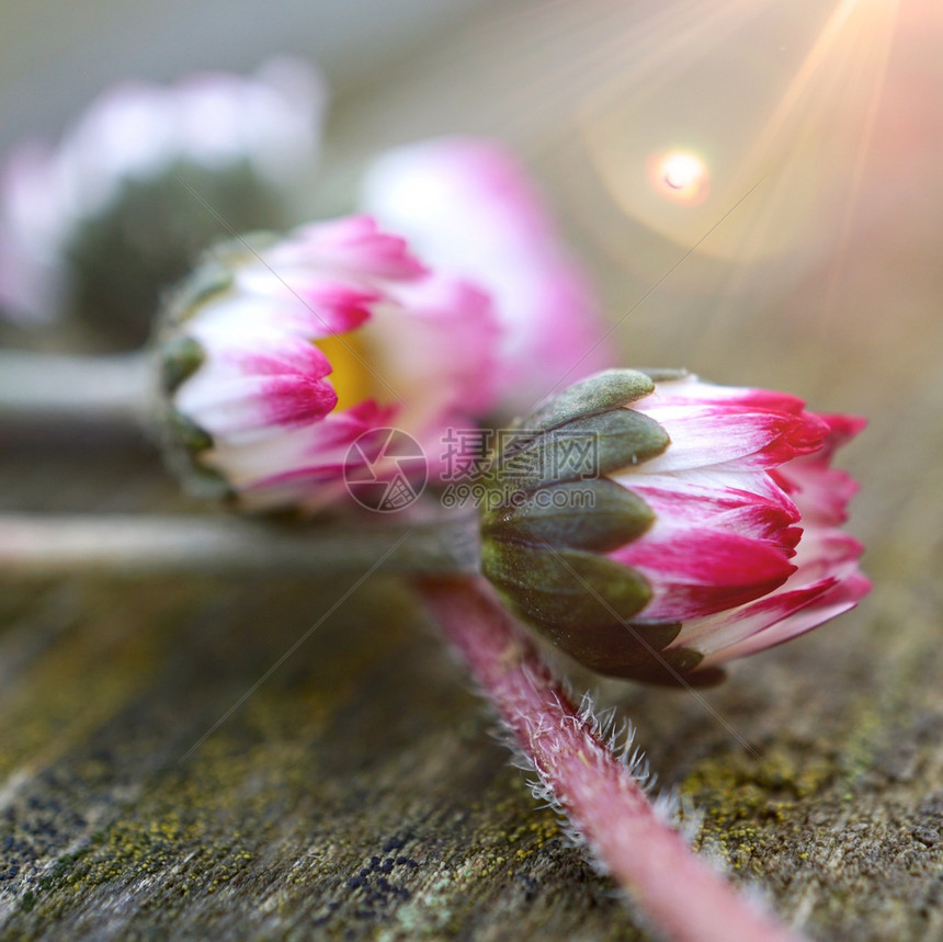 菊花植物图片