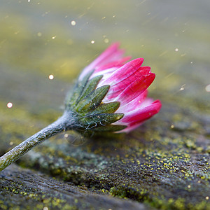 红菊花植物图片