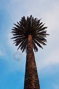 公园里的椰枣树背景图片