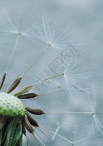 花植物图片