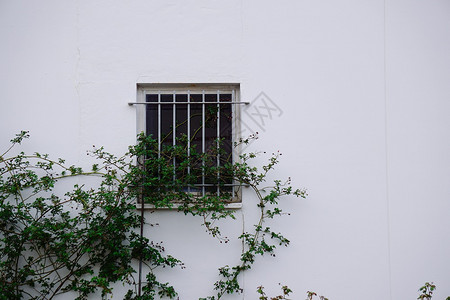 白色房子窗口爬满的植物背景图片