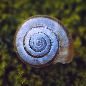 自然中的蜗牛背景图片