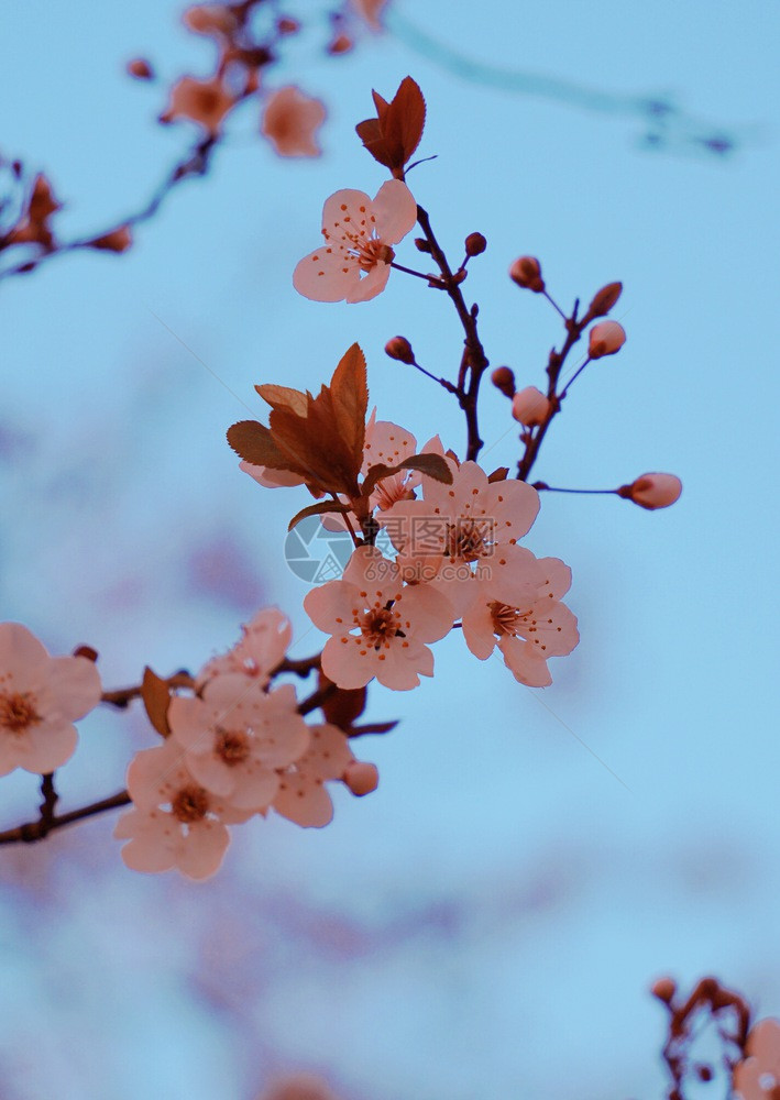 春时粉花图片