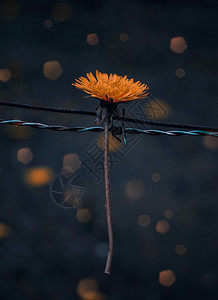 春黄花图片