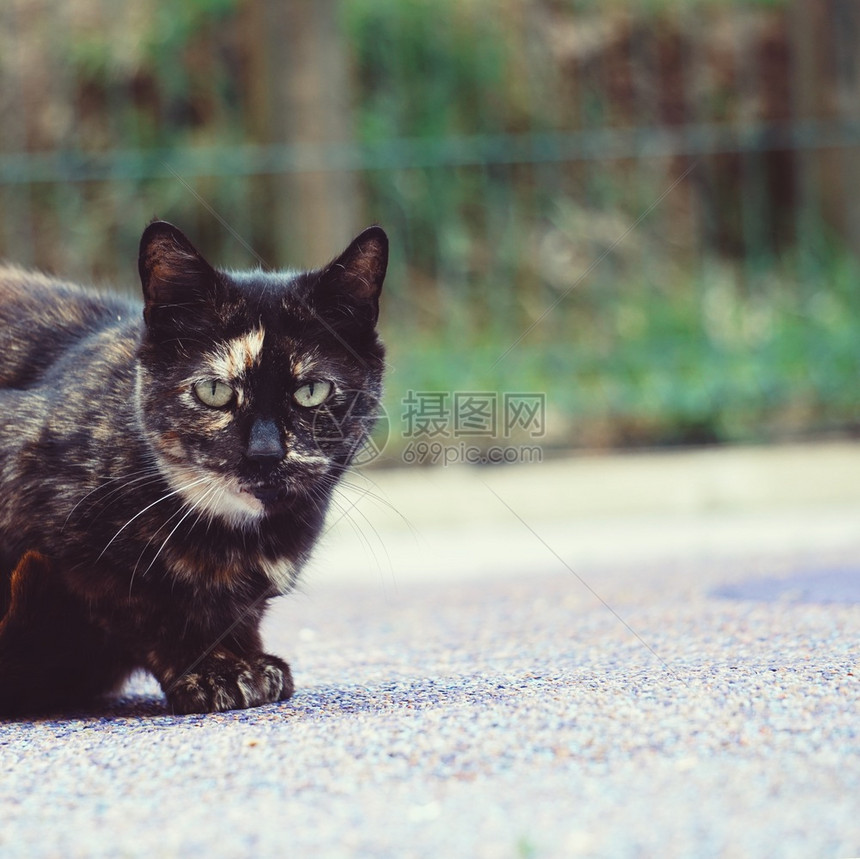 街头黑猫肖像图片
