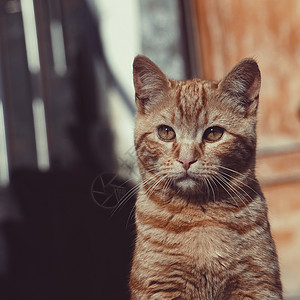 街上棕色猫肖像图片