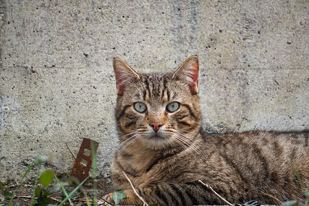 街道上的灰猫肖像图片