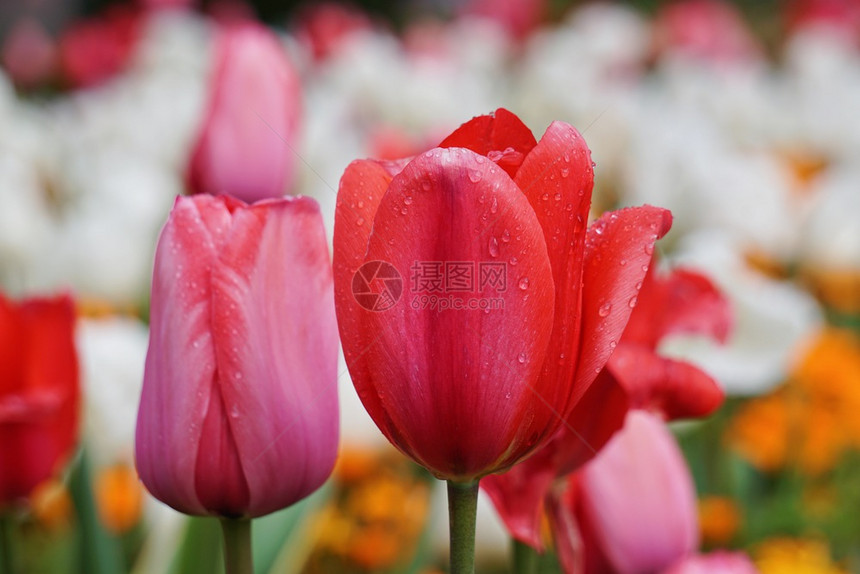 春时在花园的红色郁金香图片