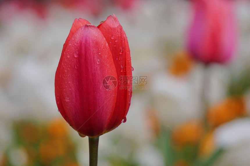 春时在花园的红色郁金香图片