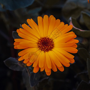 春天的橙色花朵图片