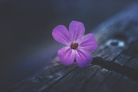 春时粉花背景图片