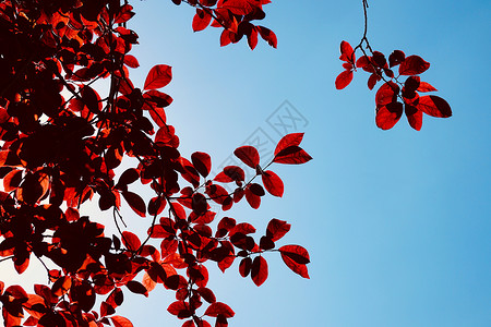 春季红树叶纹理背景图片