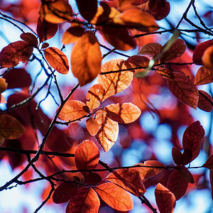 春季红树叶纹理背景图片