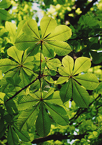 春季绿树叶背景图片