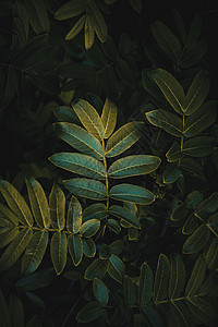 自然质的绿植物树叶图片