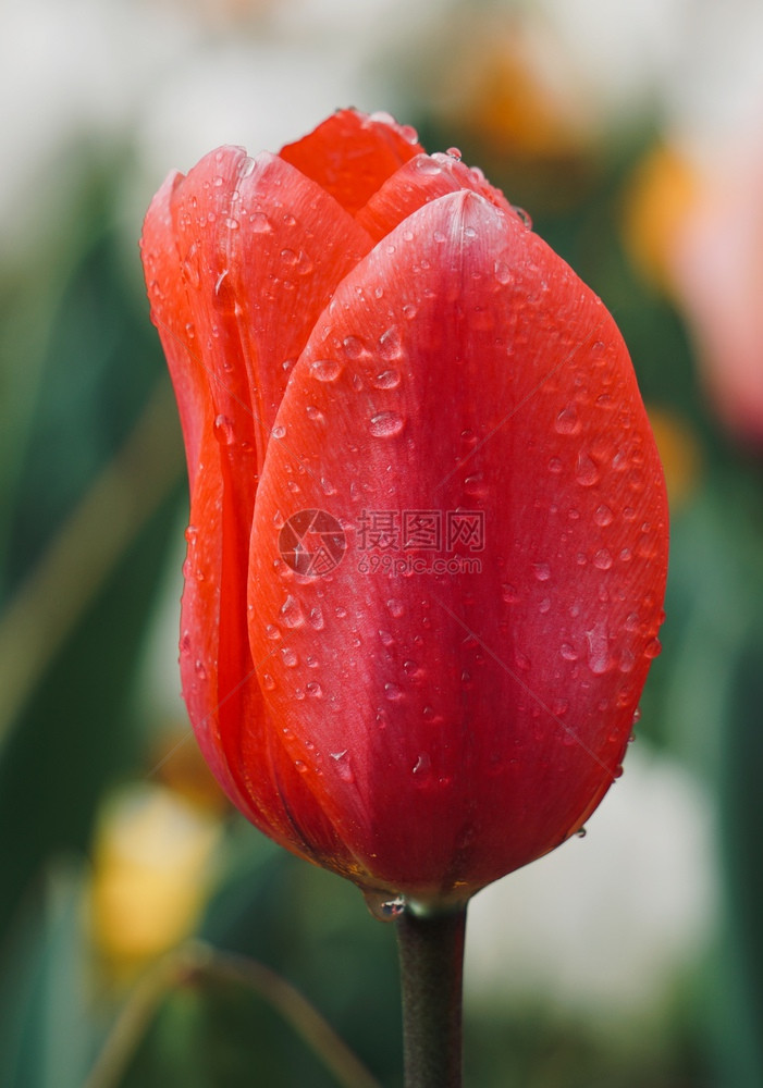 春花园的红色郁金香大自然的郁金香图片