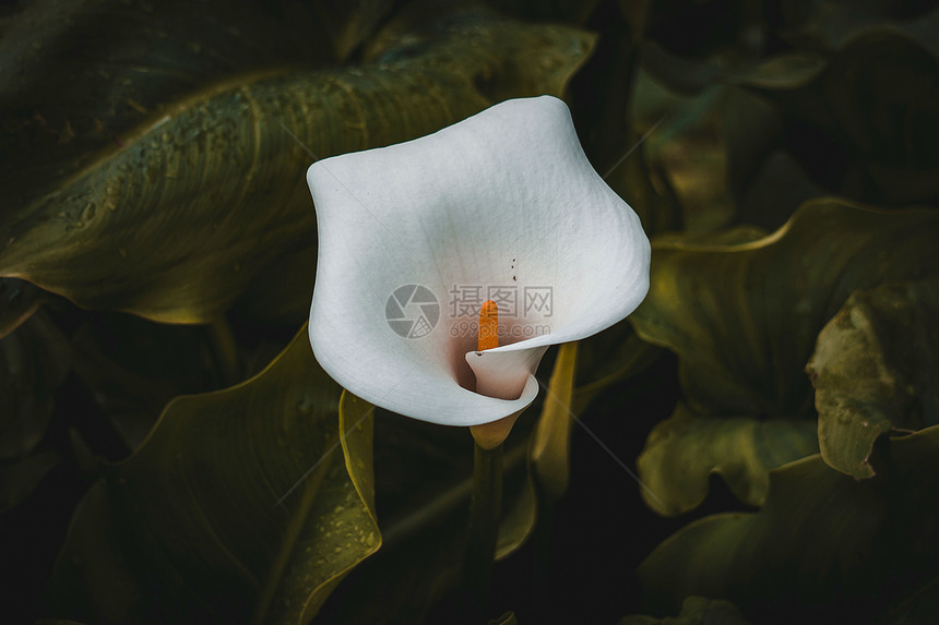 白色的马蹄莲在春天的花园里开花马蹄莲在大自然里图片